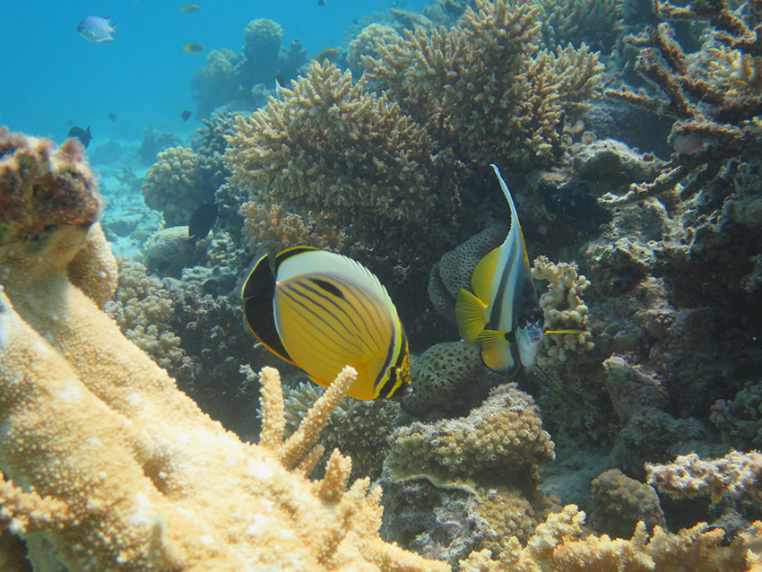 Fische und Riff